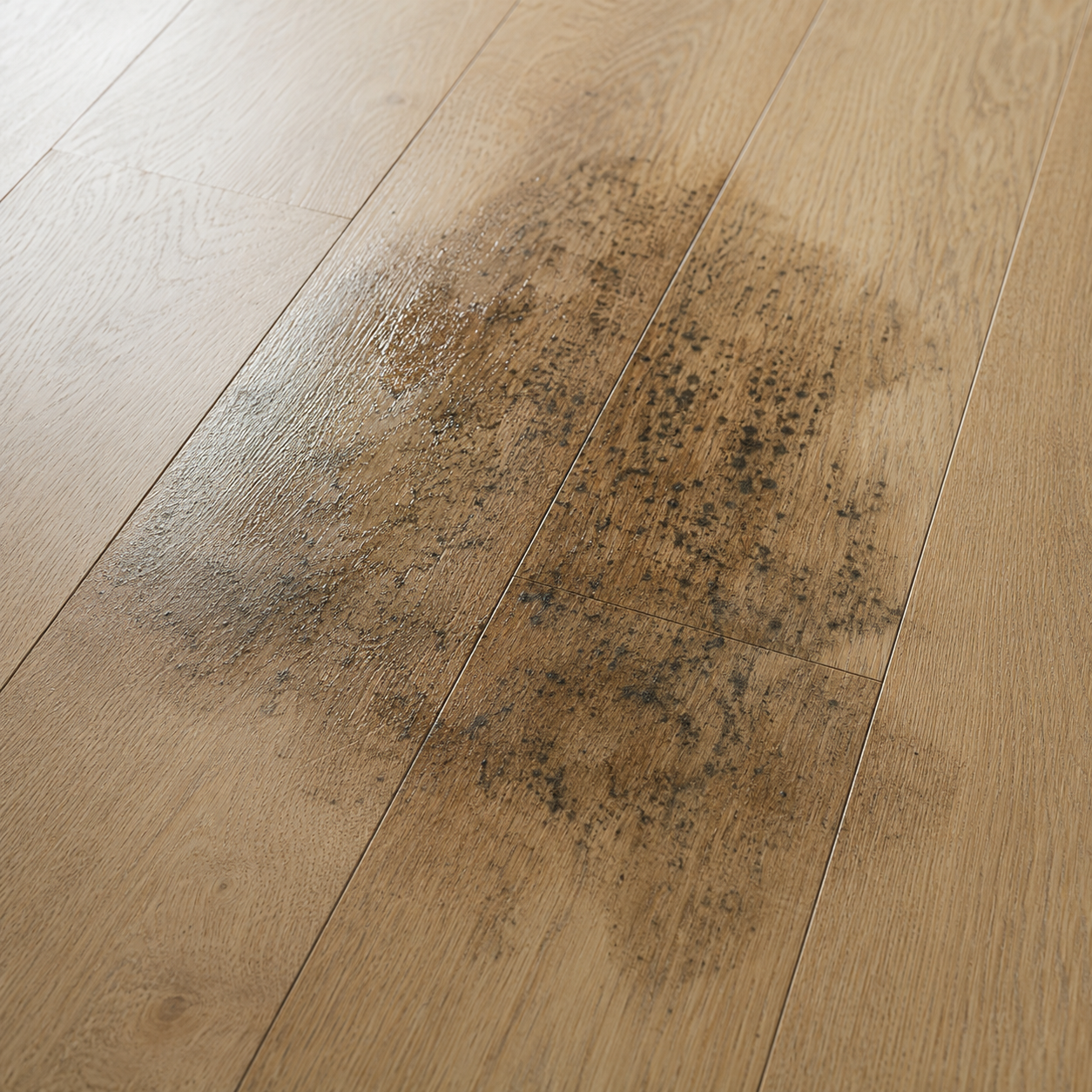 Mold / Mildew
